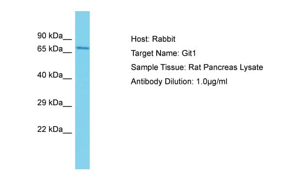 GIT1 Antibody (aa581-630)