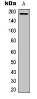 IRS1 Antibody (Internal)