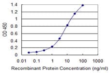 NEK11 Antibody (clone 4E1-1F4)