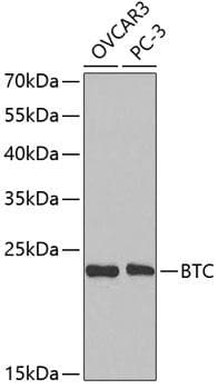 BTC / Betacellulin Antibody