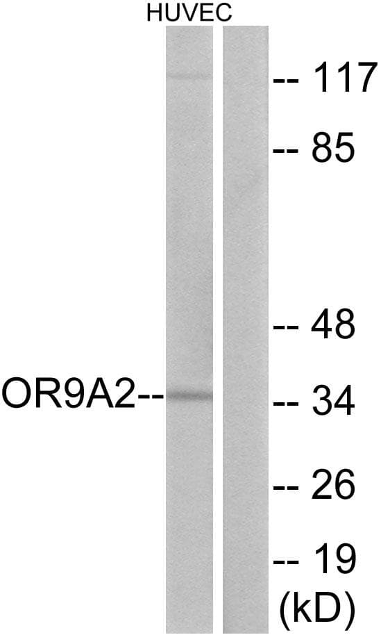 OR9A2 Antibody