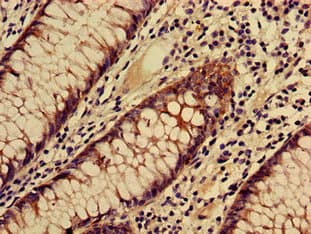 Polyclonal Rabbit anti-Human CO-029 / TSPAN8 Antibody