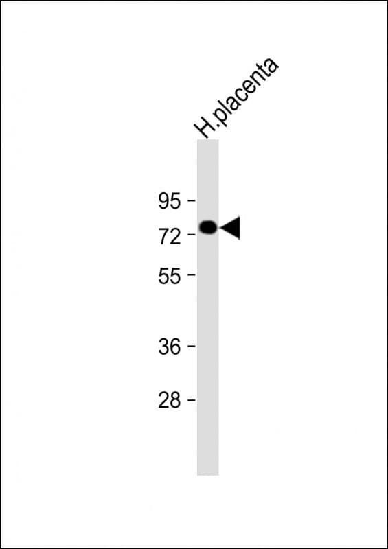Polyclonal Rabbit anti-Human PGLYRP2 Antibody (aa75-107, WB)