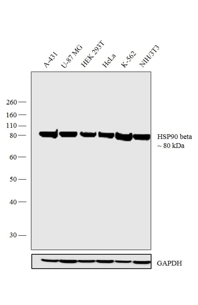 HSP90 / Heat Shock Protein 90 Antibody (clone MBH90B)