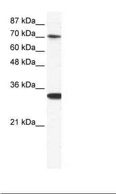 CNOT3 Antibody (aa141-190)
