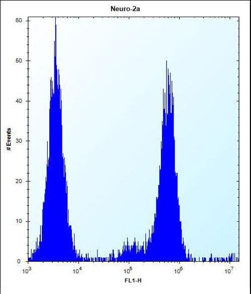 CHSY1 Antibody (aa504-533)
