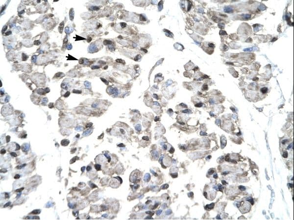 TBX21 / T-bet Antibody (aa338-387)