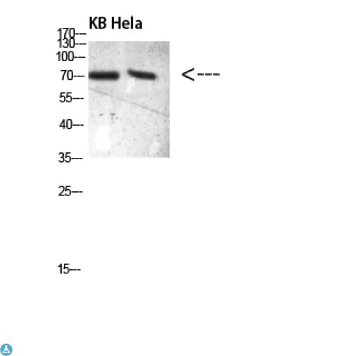Polyclonal Rabbit anti-Human PRC1 Antibody (WB)