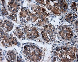 BAP / SIL1 Antibody (clone OTI1C4)