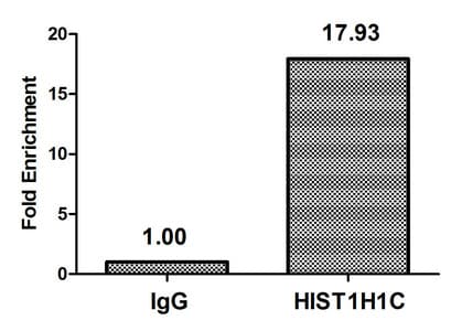HIST1H1C Antibody