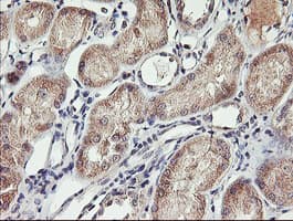 Paraplegin / SPG7 Antibody (aa300-573, clone OTI1D3)