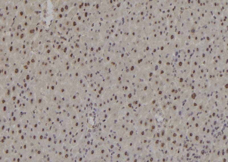 RAD9A / RAD9 Antibody