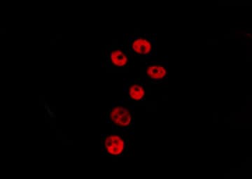 BSX Antibody