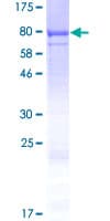 Human CWF19L1 Protein (Recombinant GST)