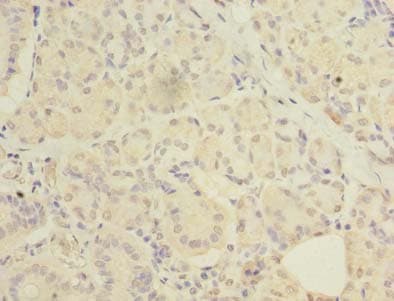 C20orf27 Antibody