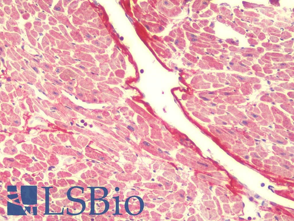 IHC-plus™ FXYD7 Antibody