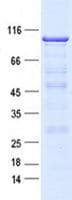 Human IRAK1 / IRAK Protein (Recombinant GST, N-terminus + His, C-terminus)
