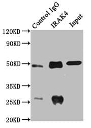 IRAK4 / IRAK-4 Antibody (aa1-220)