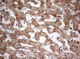 NDUFS2 Antibody (aa205-463, clone OTI1D5, Carrier-free)