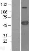 PSTPIP1 Protein (Over-Expression Lysate Myc-DDK (Flag))