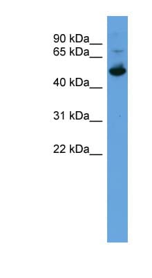ALDH3A1 Antibody (aa236-285)