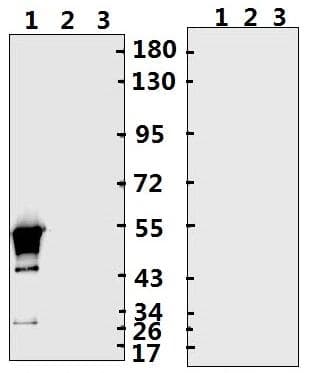 SARS-CoV-2 Nucleoprotein Antibody (aa 25-41)