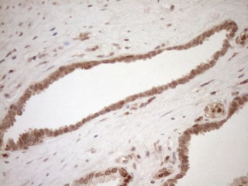 CWC27 Antibody (aa145-472, clone OTI2D1)