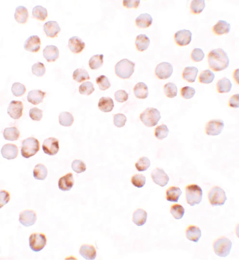 TIAF1 Antibody