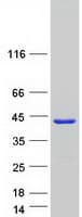 Human STARD10 Protein (Recombinant Myc-DDK (Flag))