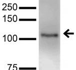 NLGN3 / Neuroligin 3 Antibody (clone S110-29)