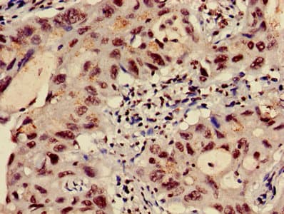 HIST1H3A Antibody