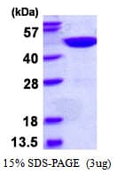 Human OLA1 Protein (Recombinant His)