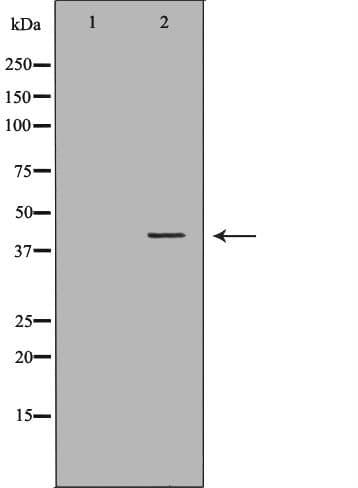 HFE Antibody