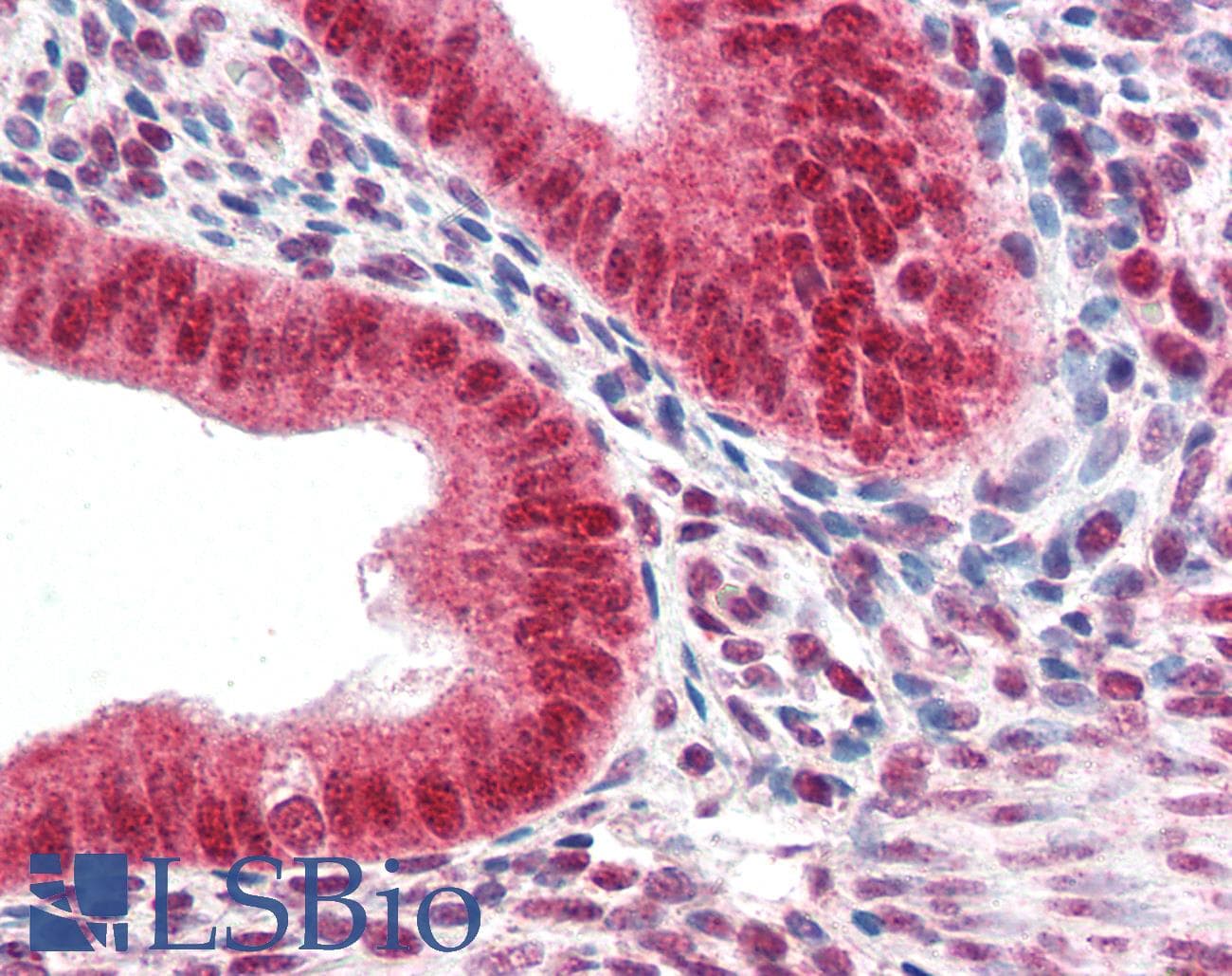IHC-plus™ CBX5 / HP1 Alpha Antibody (aa88-102)