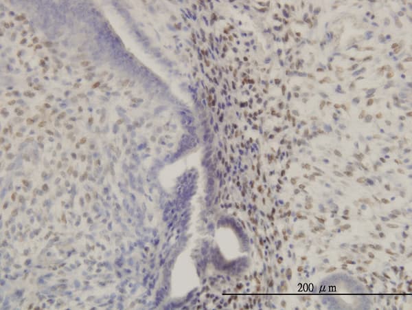 HOXA11 Antibody (clone 8B8)