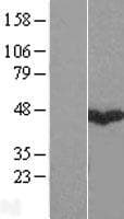 GABPB1 Protein (Over-Expression Lysate Myc-DDK (Flag))