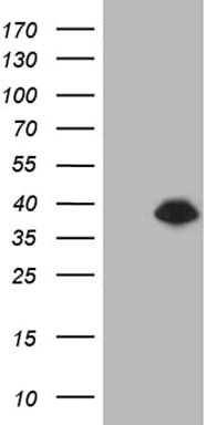 DTWD1 Antibody (clone OTI2B5, Carrier-free)