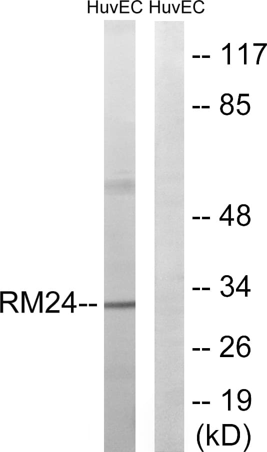 IHC-plus™ MRPL24 Antibody (aa101-150)