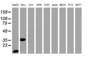 JUN / c-Jun Antibody (clone OTI3E2)