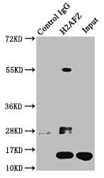 H2AFZ / H2A.z Antibody