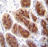 CLDN2 / Claudin 2 Antibody (aa200-227)