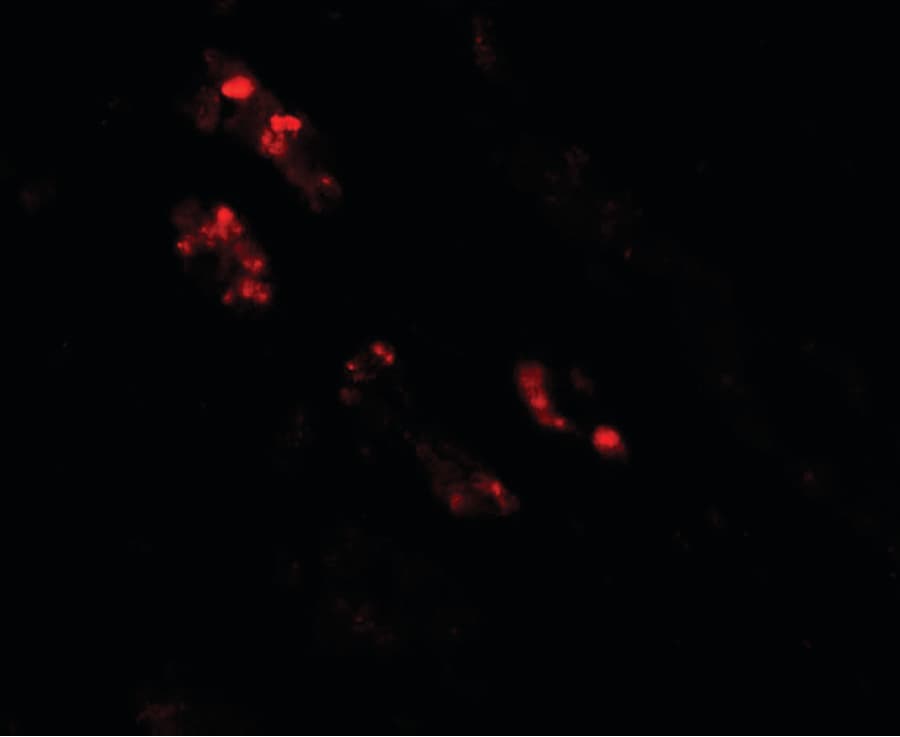 NKX2-2 Antibody