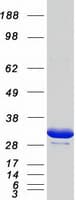 Human YWHAG / 14-3-3 Gamma Protein (Recombinant Myc-DDK (Flag))