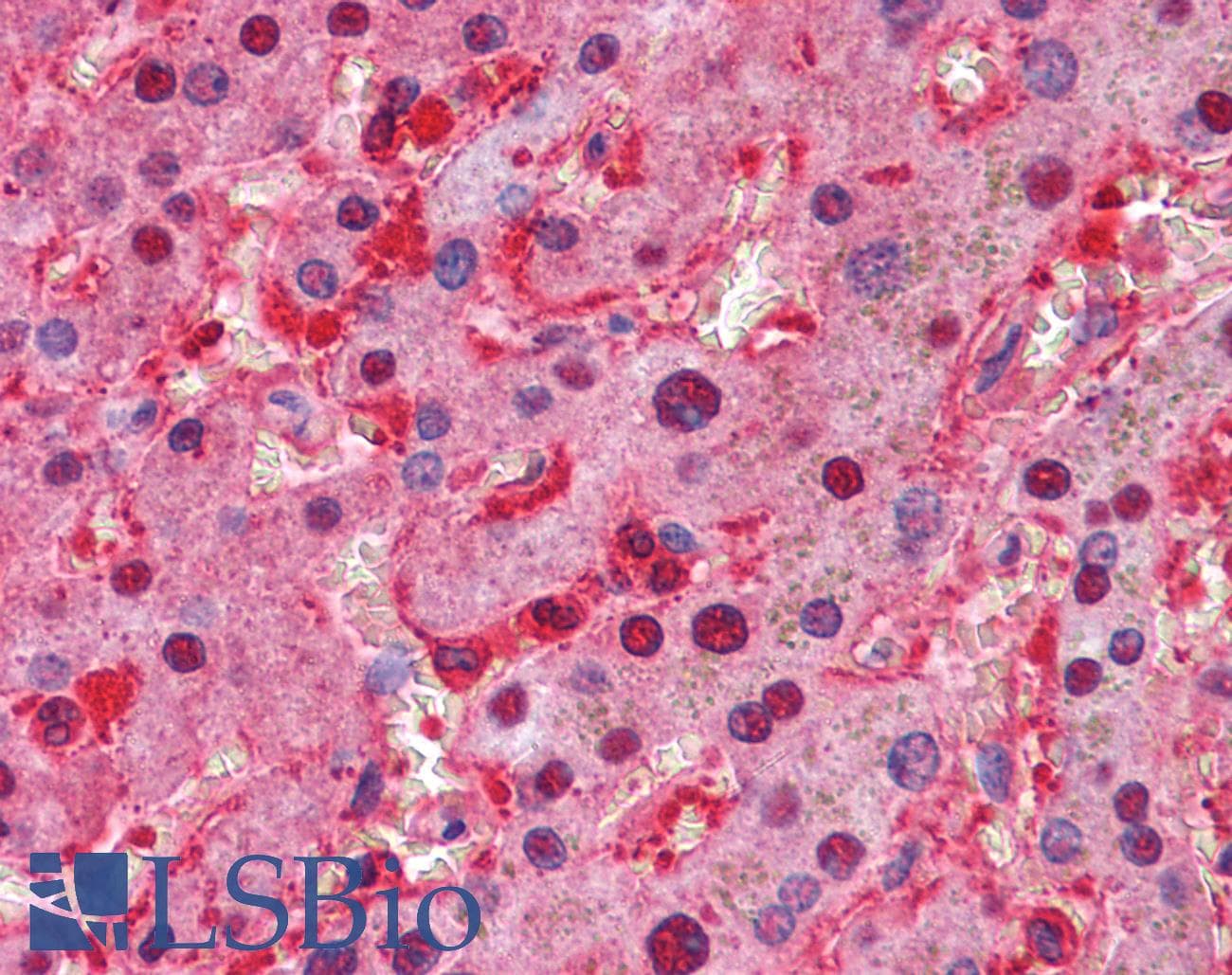 IHC-plus™ GPI Antibody (clone 1B7D7)