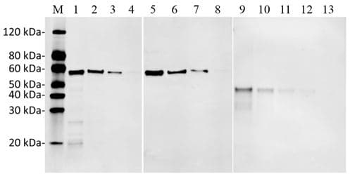 Monoclonal Rabbit DYKDDDDK Tag Antibody (clone 114F12C8, WB)