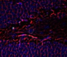 IHC-plus™ Monoclonal Mouse anti-Rat TUBB3 / Tubulin Beta 3 Antibody (IHC, WB)