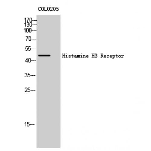 Polyclonal Rabbit anti-Human HRH3 / Histamine 3 Receptor Antibody (260-340 aa, Internal, IHC, IF, WB)