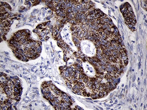 MRPL44 Antibody (clone OTI3H5)