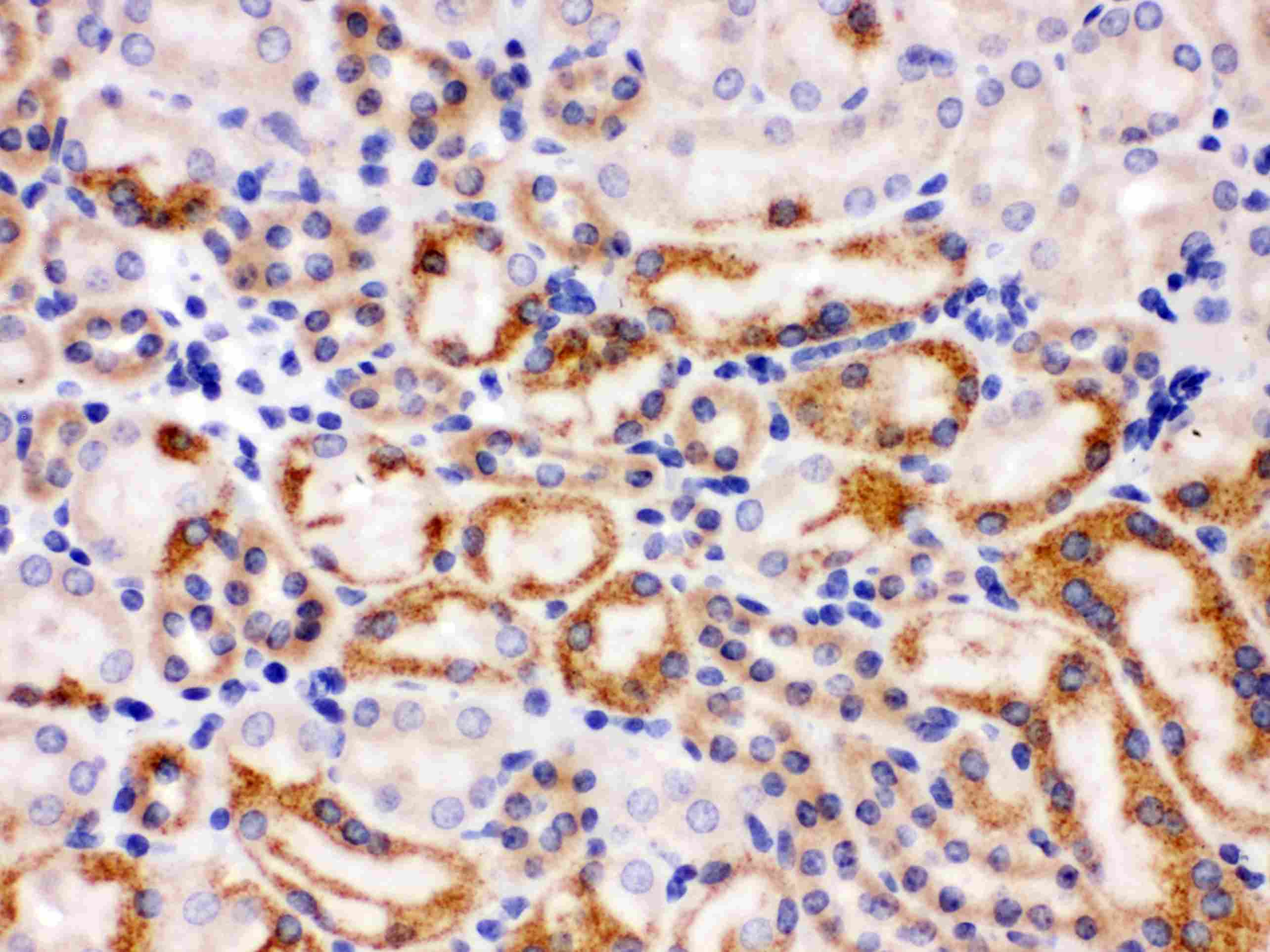 Polyclonal Rabbit anti-Human WNT7A Antibody (aa226-256, IHC, WB)