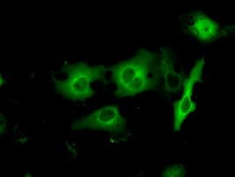 PRKAR2A Antibody (clone OTI4H8, Carrier-free)